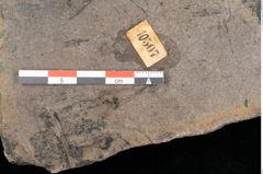 Foto (Detailansicht) von Dictyophyllum acutilobum Schenk. (NHMW-GEO-2024-0188-10507)